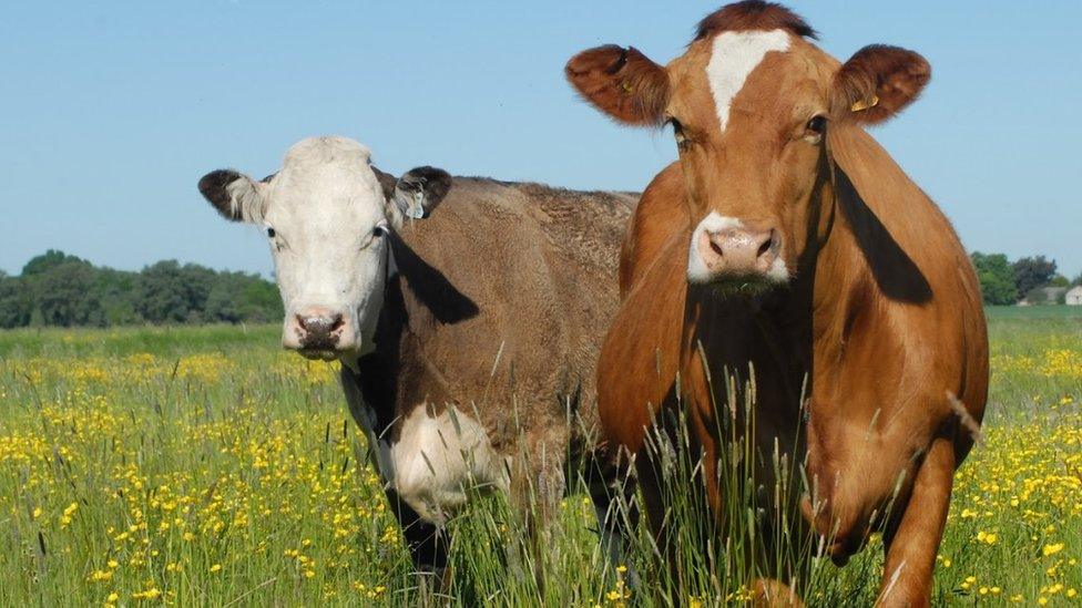 Cows at Ouse Washes (file picture)