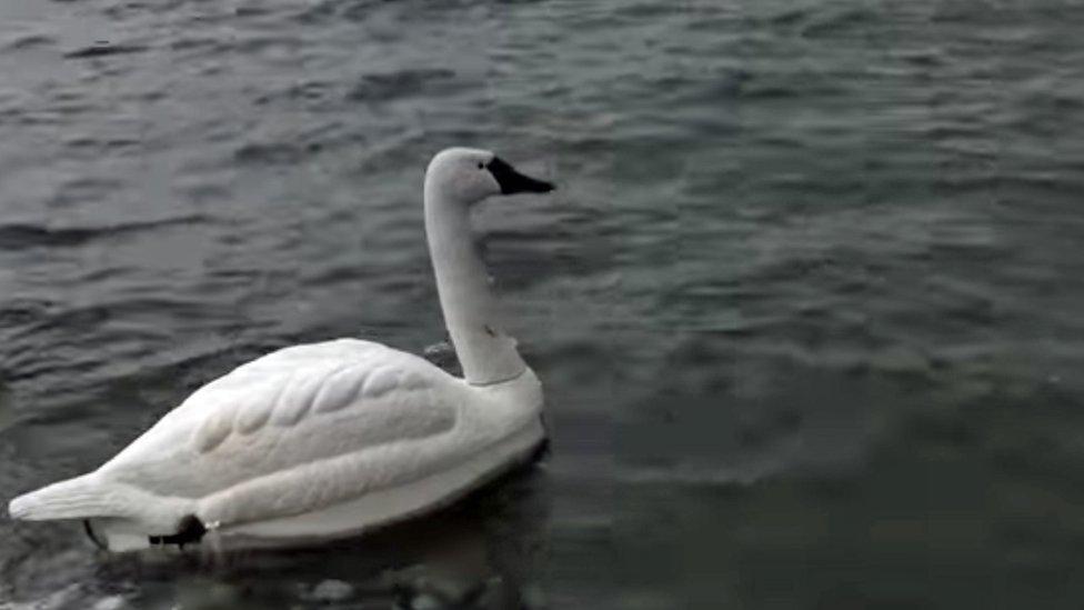 One of the robot swans in Singapore