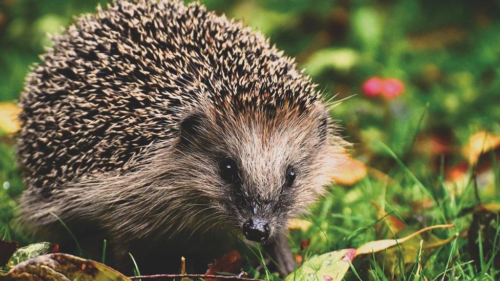 A hedgehog in leaves