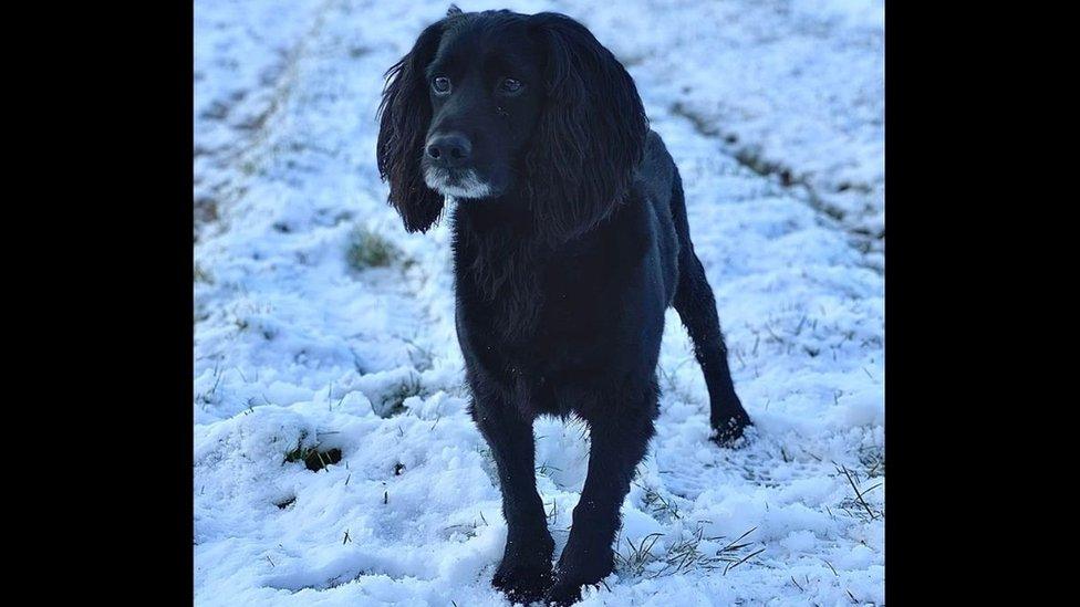 Scott the sprocker spaniel