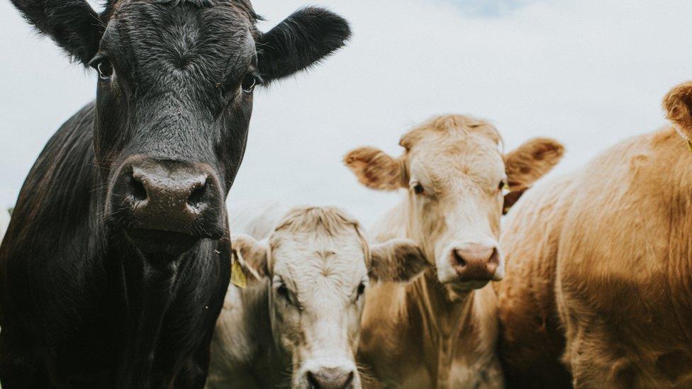 Close-up image of cows