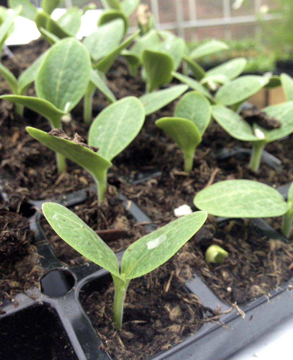 Courgette seeds