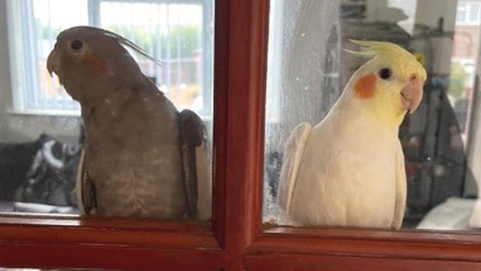 Pippy and Snowy the cockatiel