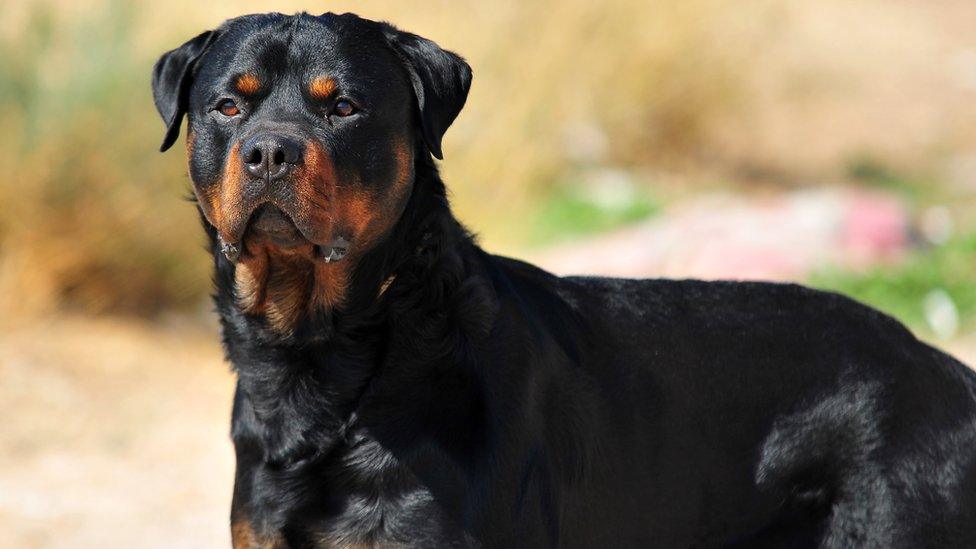 Rottweiler - generic photo