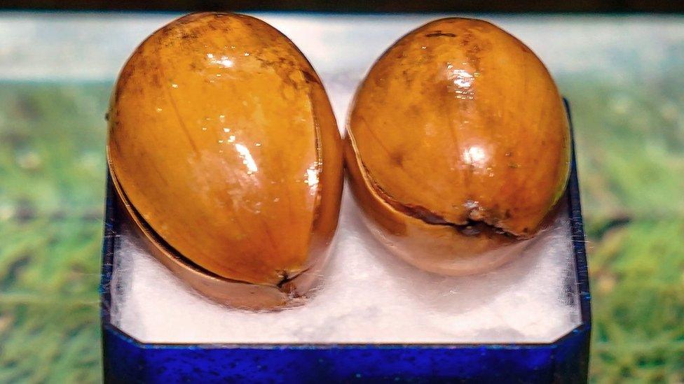 Acorns planted by John Lennon and Yoko Ono