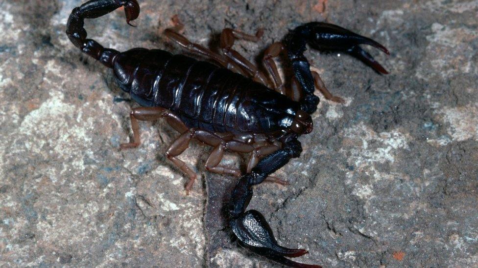 A type of scorpion