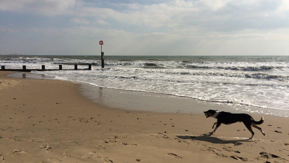 Dog on Bournemouth beach