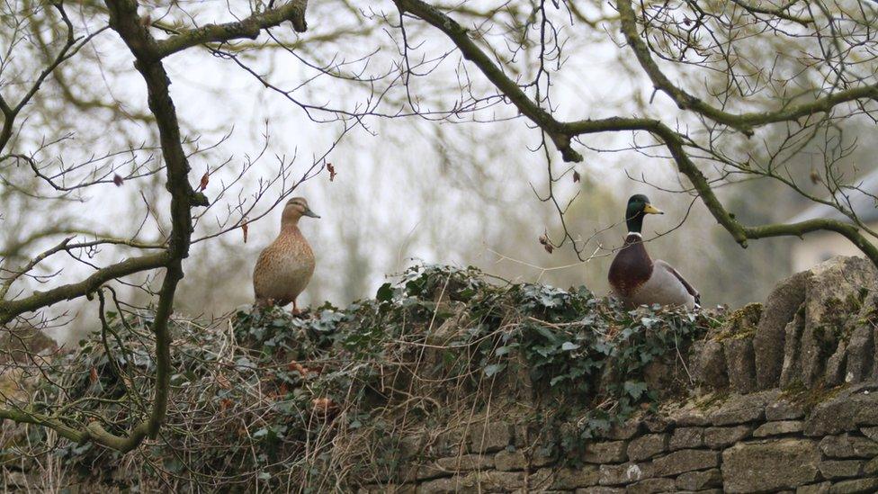 Ducks sitting on a wall in Minster Lovell.