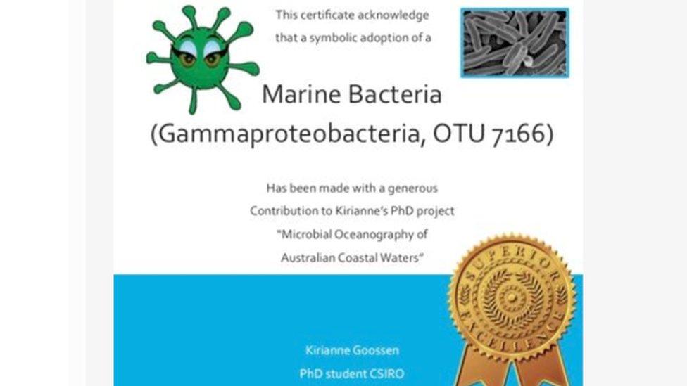 A 'certificate of adoption' for a marine bacteria colony