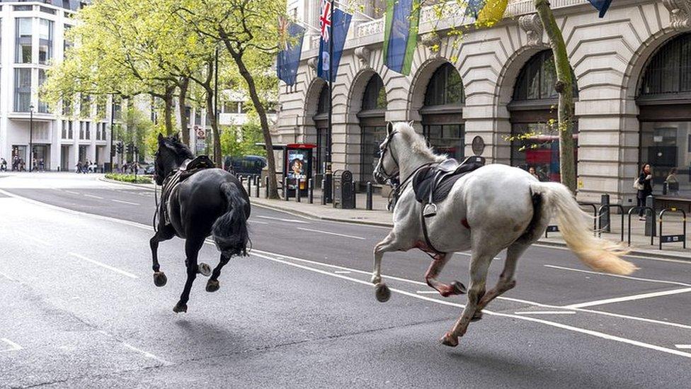 Two horses run through the street near Aldwych