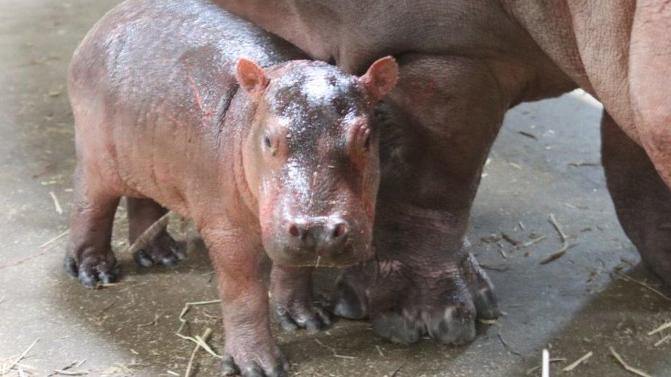 Baby hippo