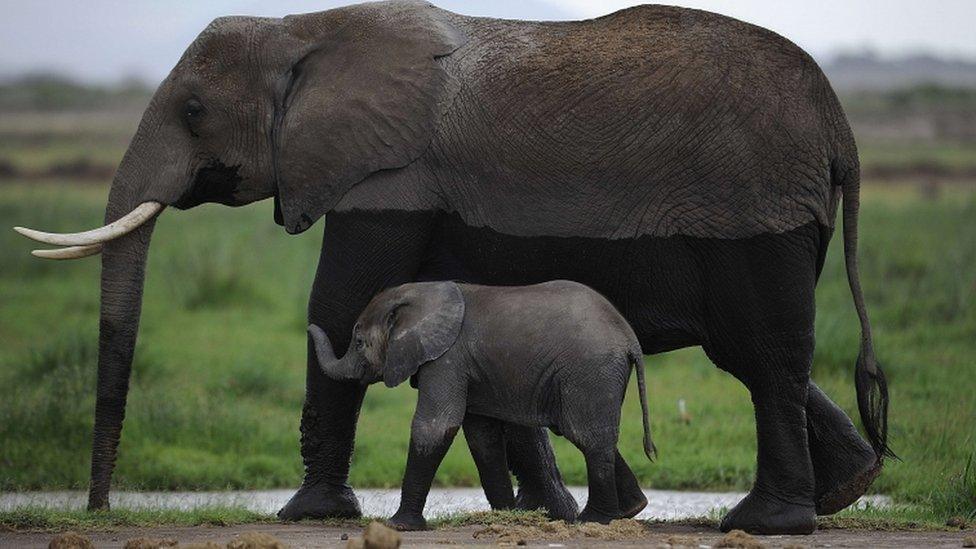 Elephant in Kenya (file picture)