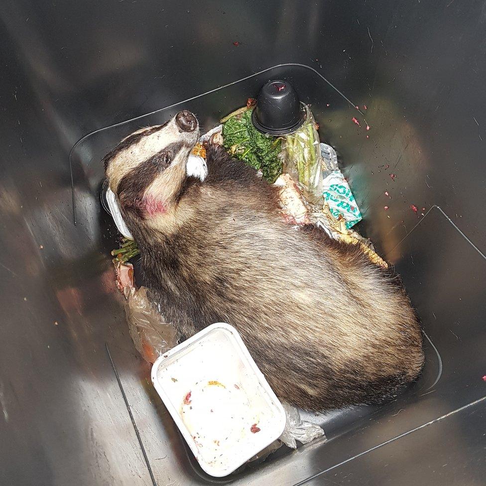 Badger in a bin