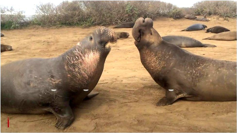 Elephant seals