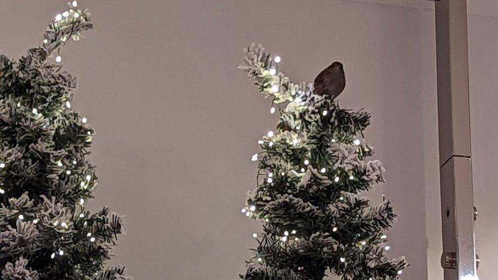 Bird sitting on Christmas tree decoration in Next, Newcastle