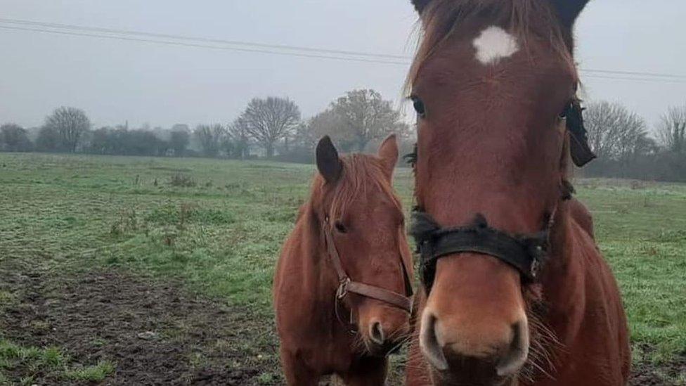 Missing Suffolk Punch horse (right)