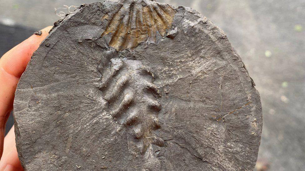 Grey round clay sample with ridges of a ammonite protruding