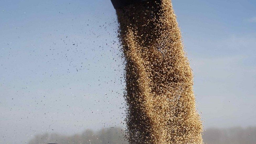 Soybeans are loaded onto a truck at a field in the city of Chacabuco