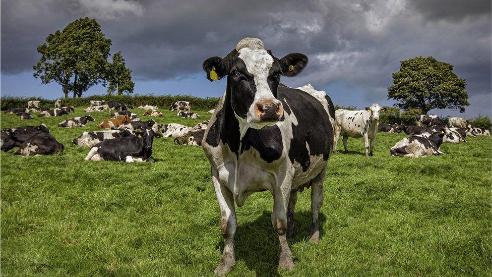 A herd of cows grazing on a summer afternoon in Northern Ireland