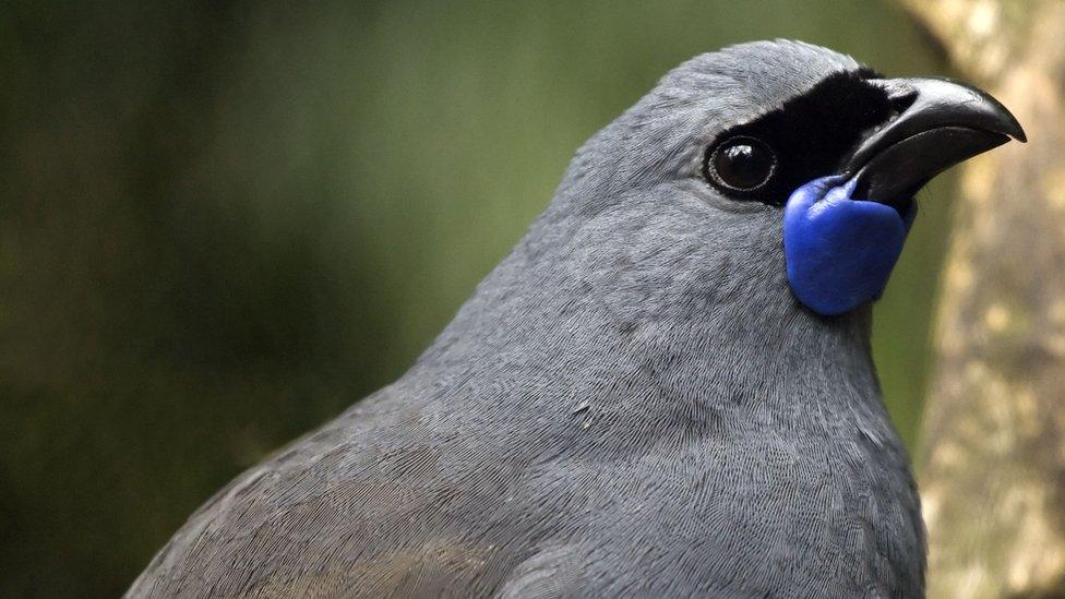 Kokako bird