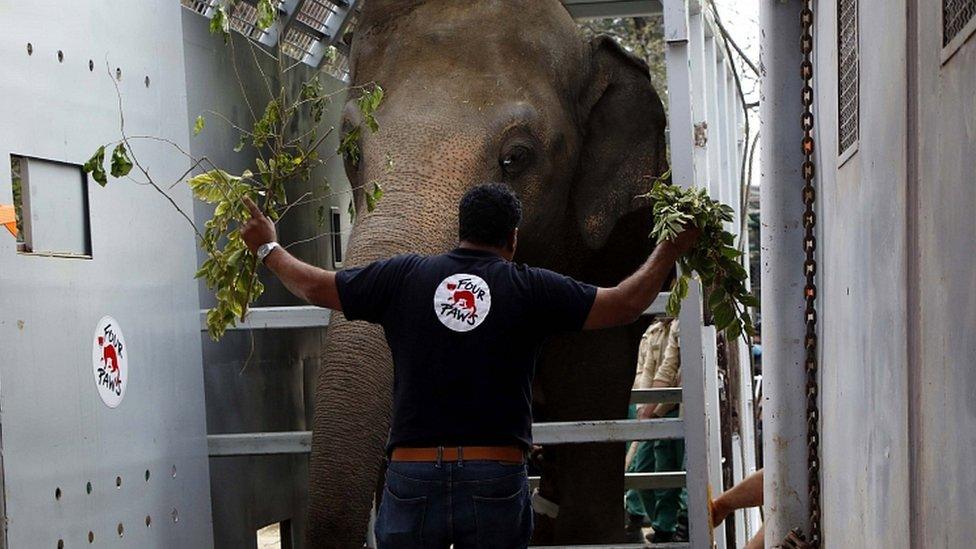 Amir Khalil, veterinarian and mission leader of Four Paws International, stands beside Kaavan as he is being transported to Cambodia, in Islamabad, Pakistan, 29 November 2020