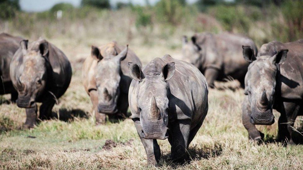 Rhinos in a group