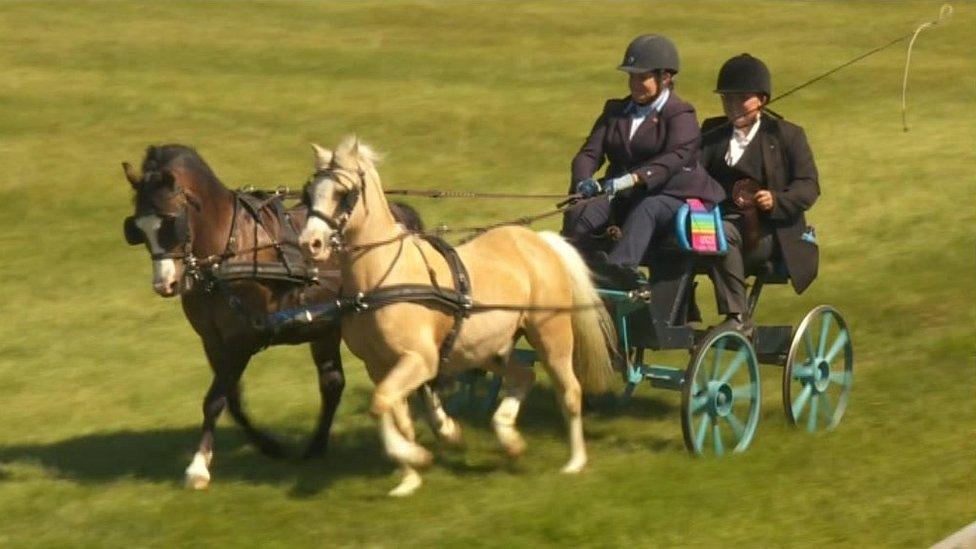 Horses and carriage