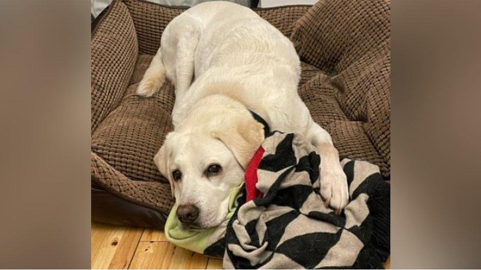 Mercer the guide dog lying down