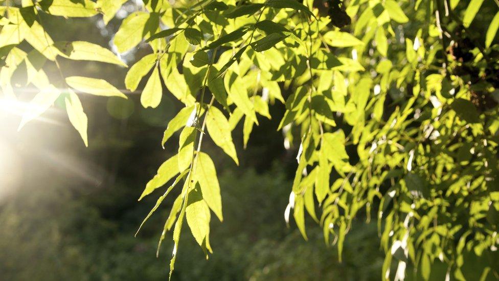 Common ash is found across Europe