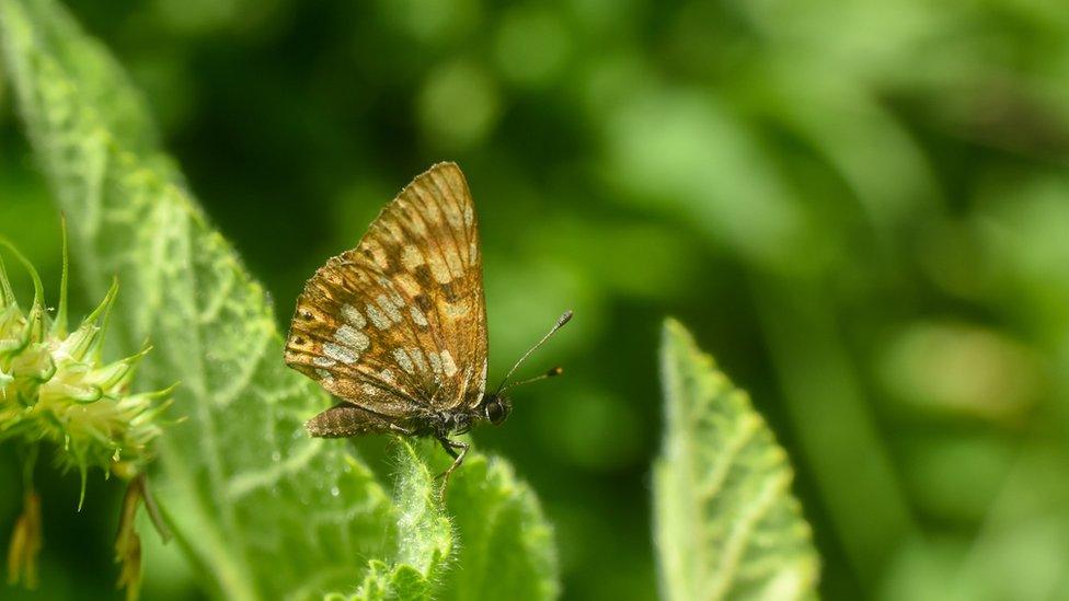 Duke-of-Burgundy-butterfly.