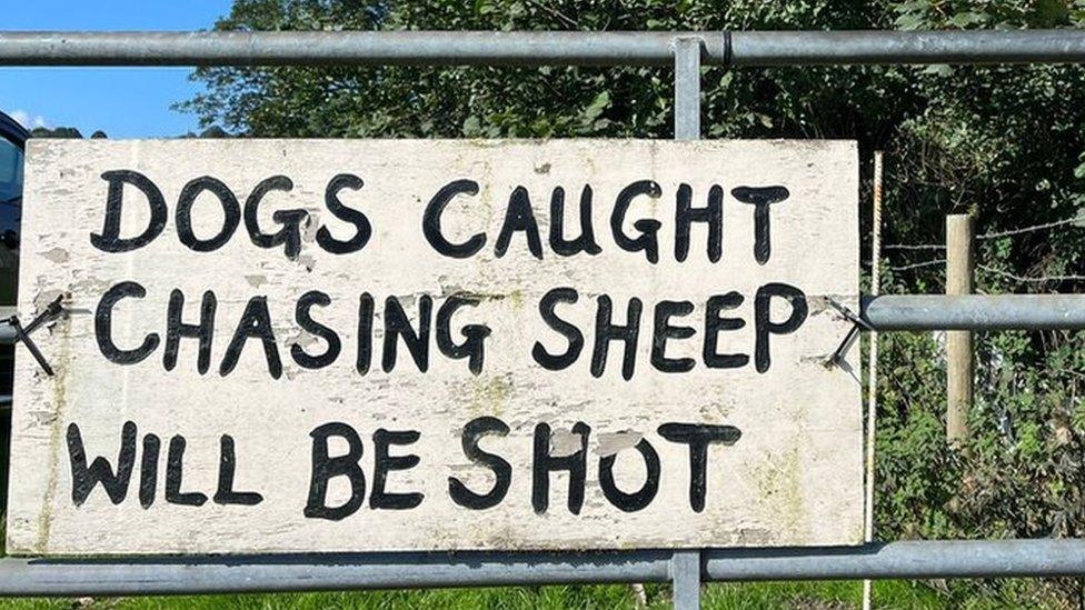 Sign on farm gate saying dogs caught chasing sheep will be shot