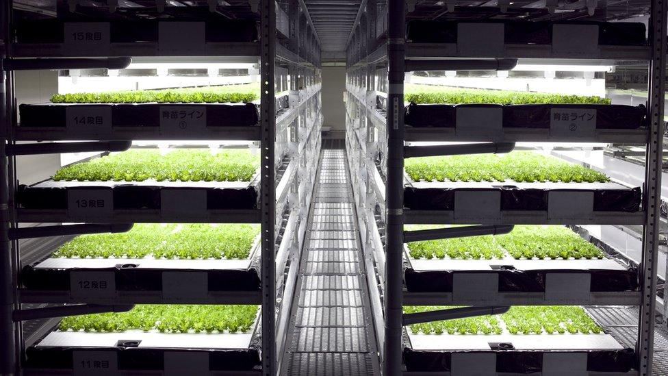 Young lettuces under LED lights on racks