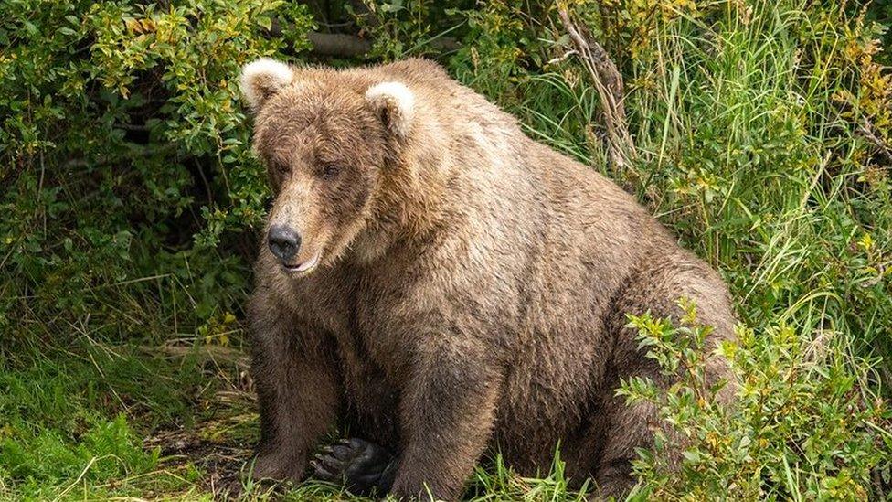 A large brown bear sits among the bushes in an Alaskan national park.