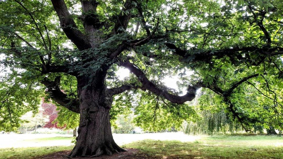 Chestnut tree in the UK