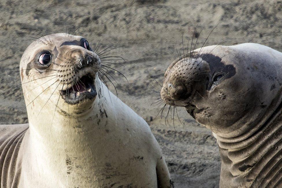 Seal looking shocked at another seal