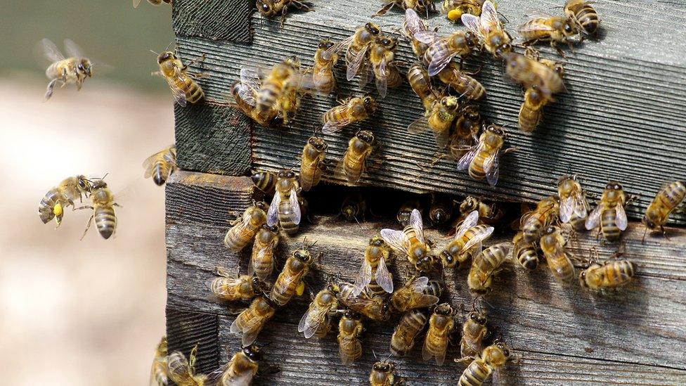 Stock image of bees in a hive