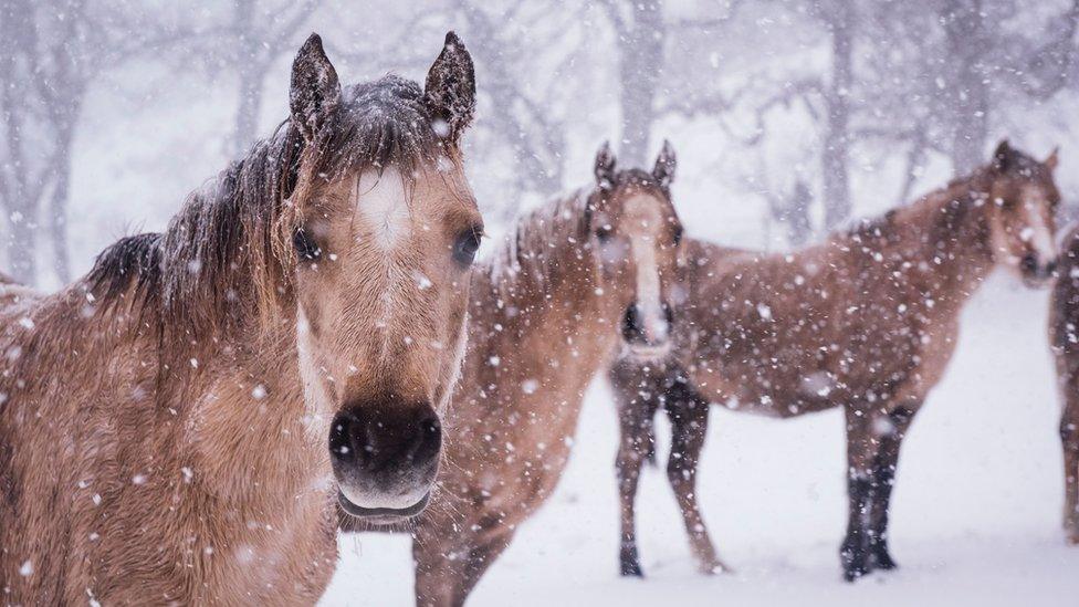 Horses in snow