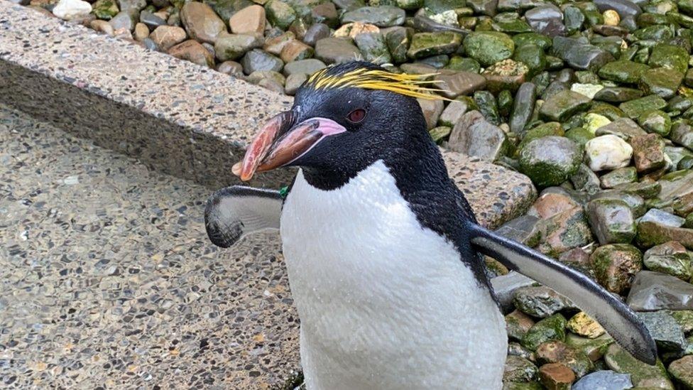 Macaroni penguin