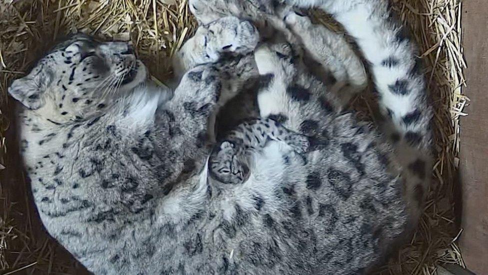 Footage shows mum Leila giving her cub a cuddle.