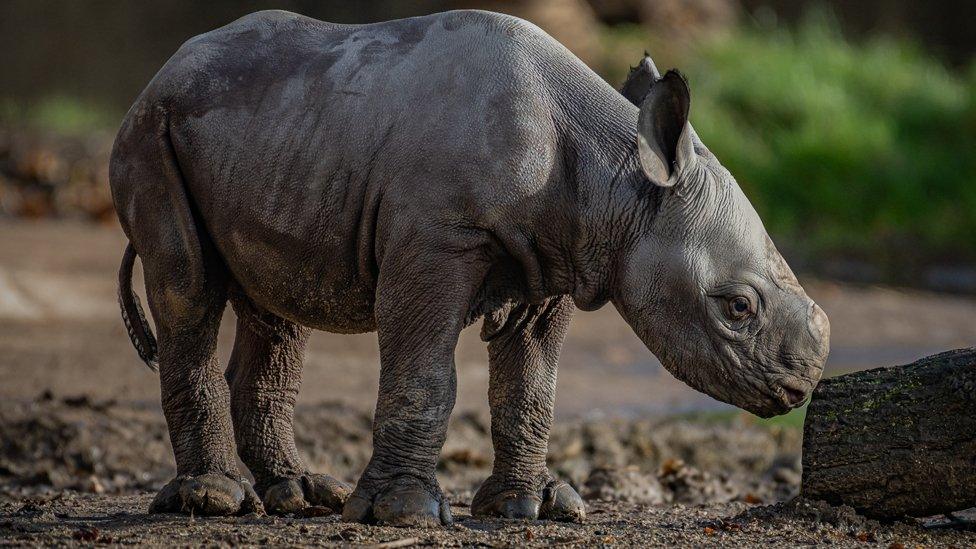 Rhino calf