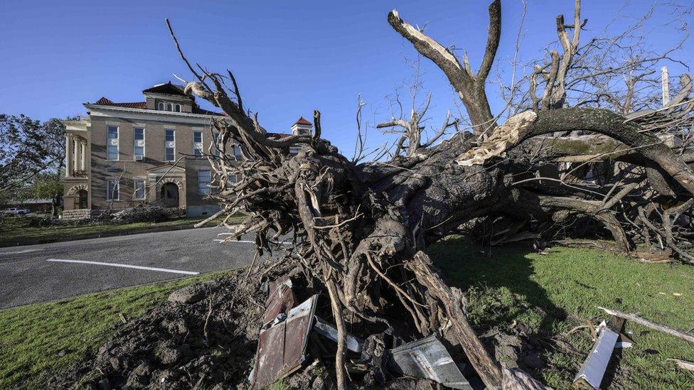 Tree uprooted in Mississippi