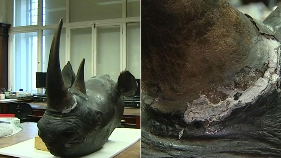 Rhino head at Norwich Castle Museum