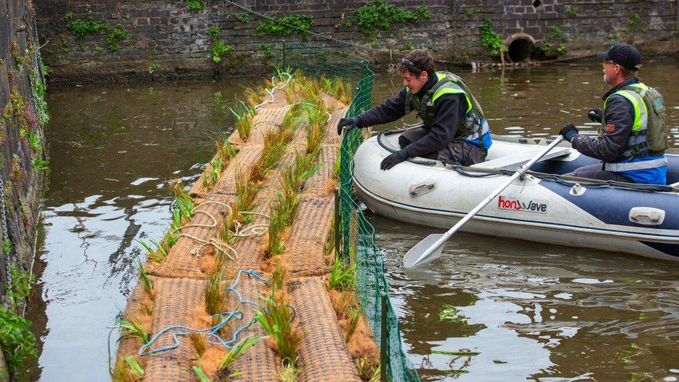 Volunteers creating a reed bed