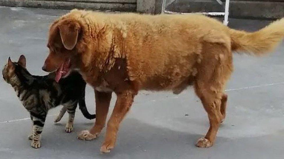 Bobi the dog with a cat