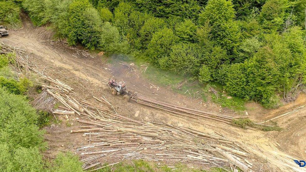 Area of clear-cutting in Ukraine