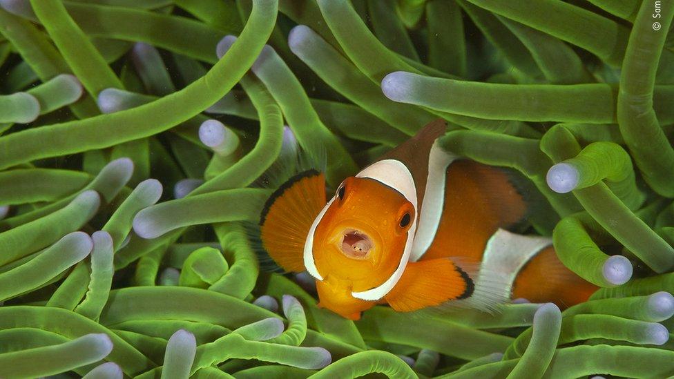 a clownfish swimming in anemone