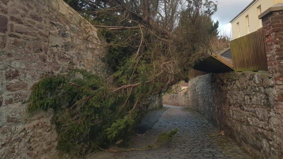 Alderney tree down