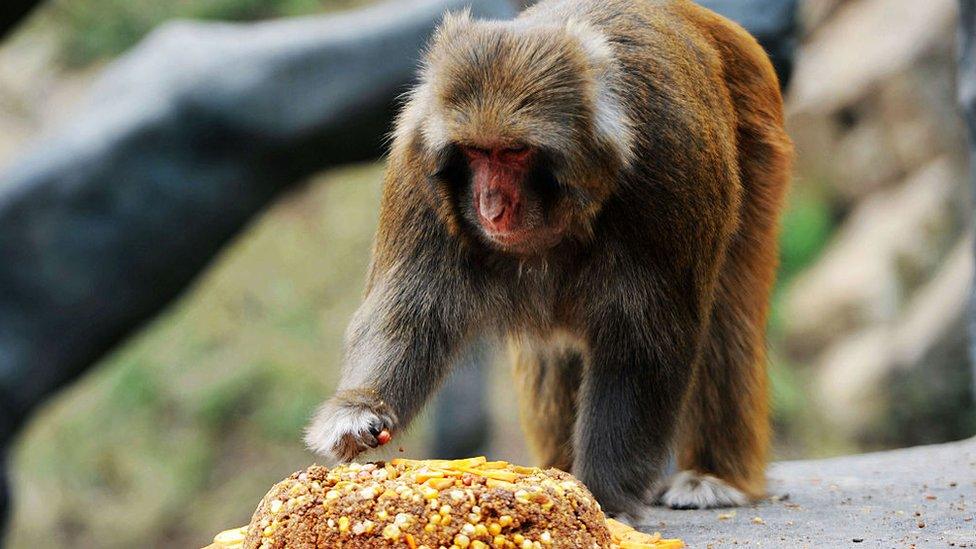 A squirrel monkey king eats moon cakes' at Forest Wild Animal World on September 13, 2016 in Qingdao