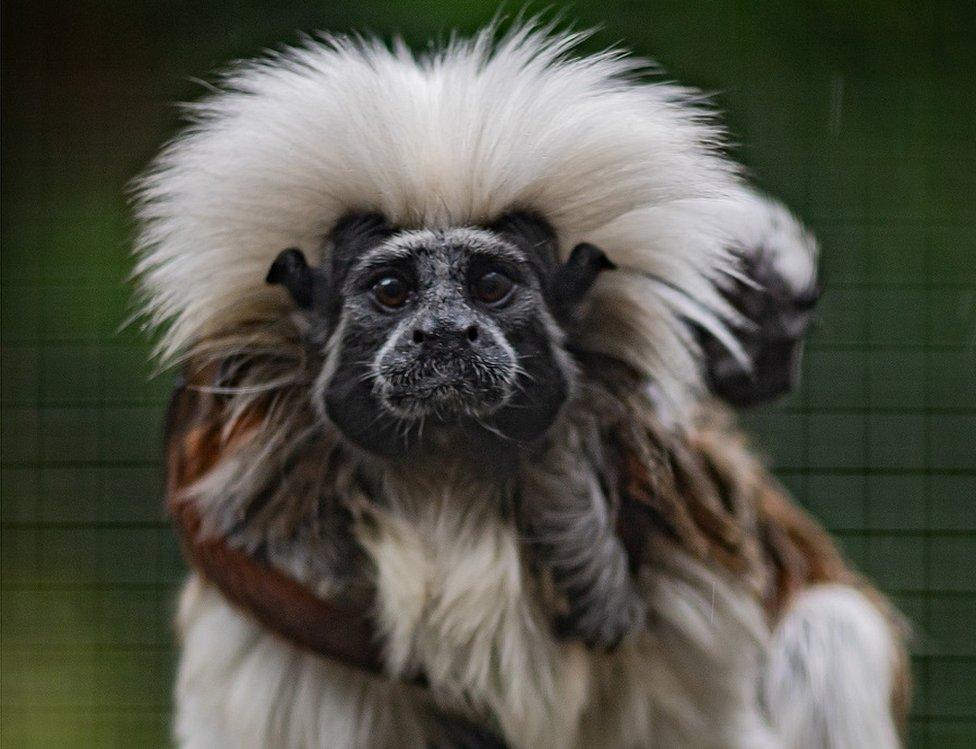 A fluffy, critically endangered baby cotton-top tamarin is protectively carried around by dad Leo at Chester Zoo