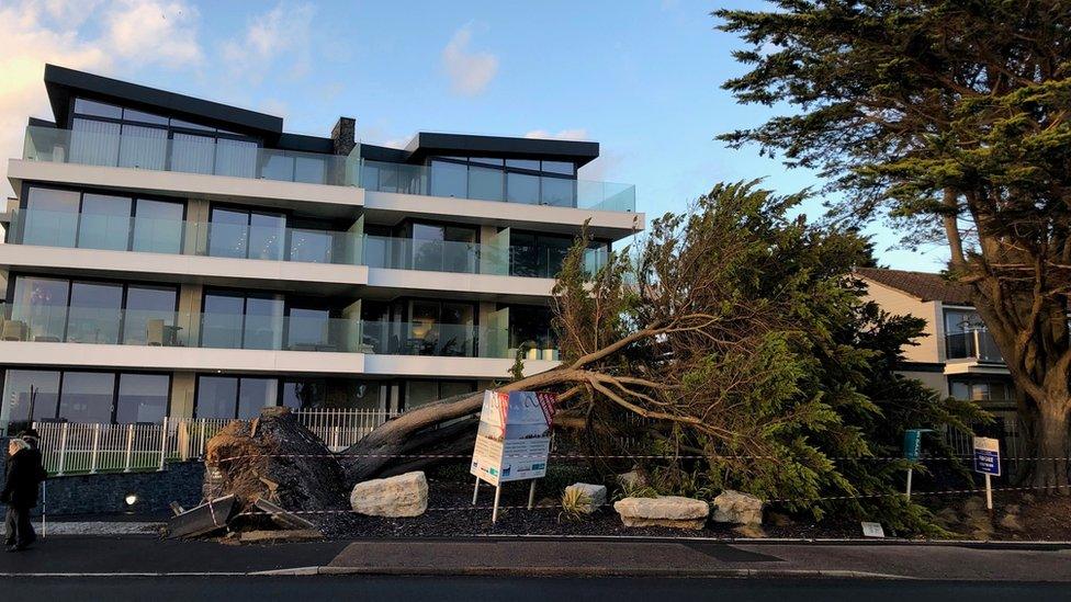 Tree damage in Southbourne, Bournemouth